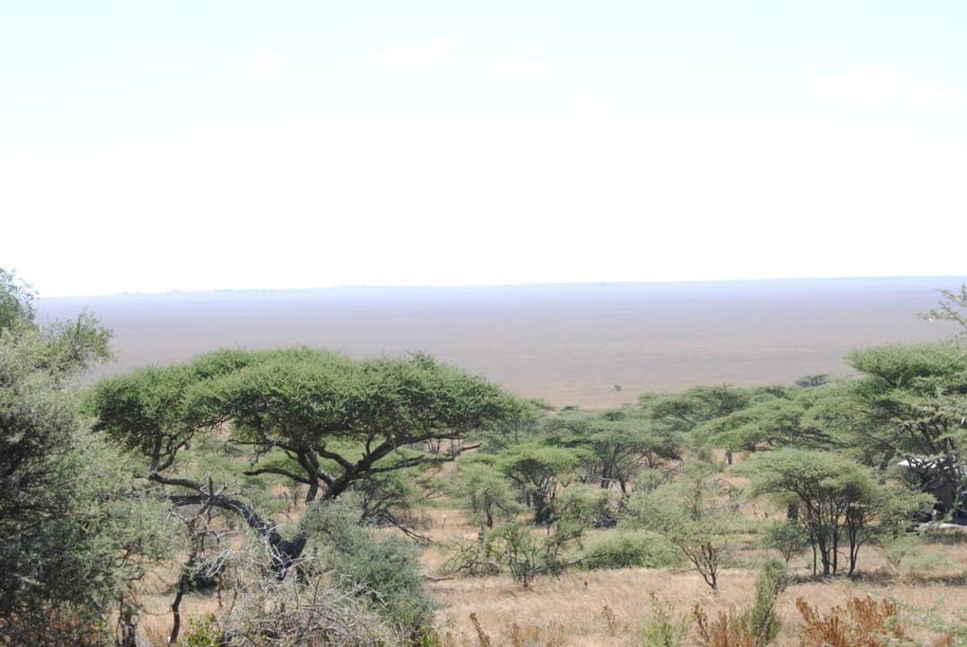 Serengeti Serengeti Serena Safari Lodge