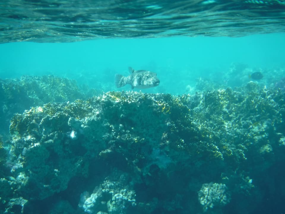 Strand Steigenberger Coraya Beach - Adults only