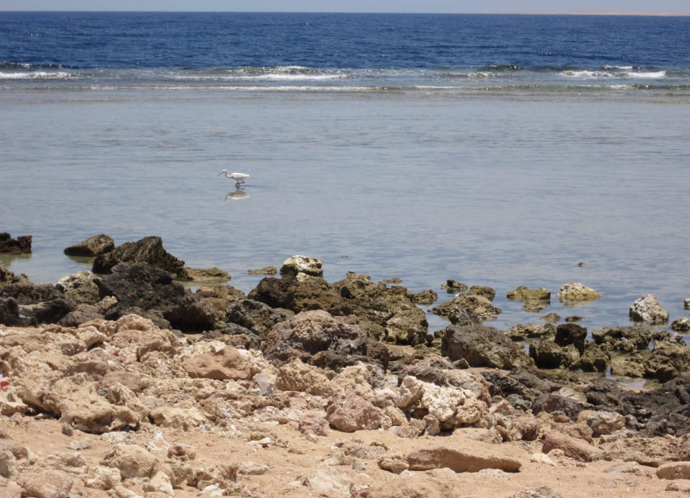 Dobrodziejstwa natury Sharm Grand Plaza Resort