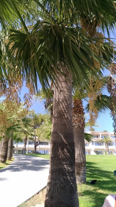 Gartenanlage Rodos Princess Beach Hotel & Spa