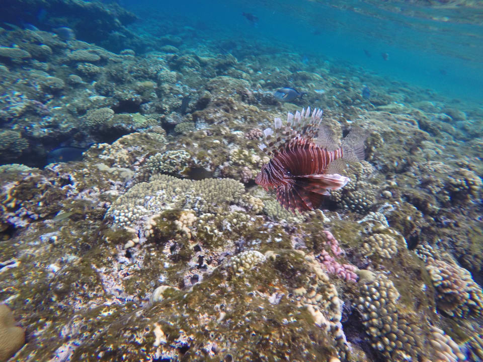 Strand Parrotel Beach Resort