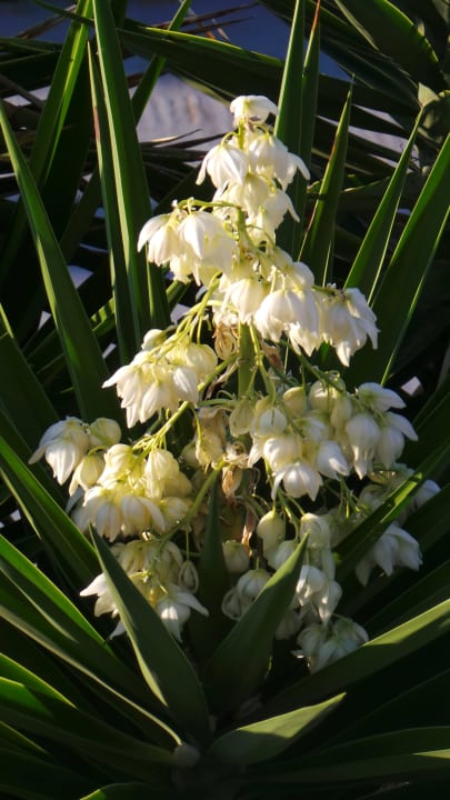 Tolle Blumen Costa Angela Seaside Resort