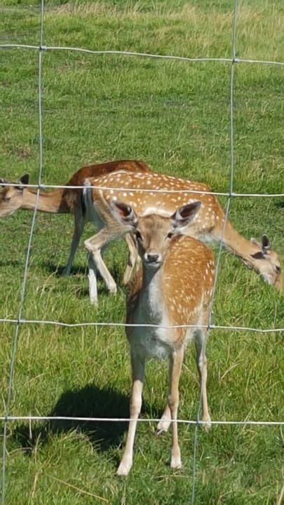 Sonstiges Ferienwohnungen Ferienpark Weissenhäuser Strand