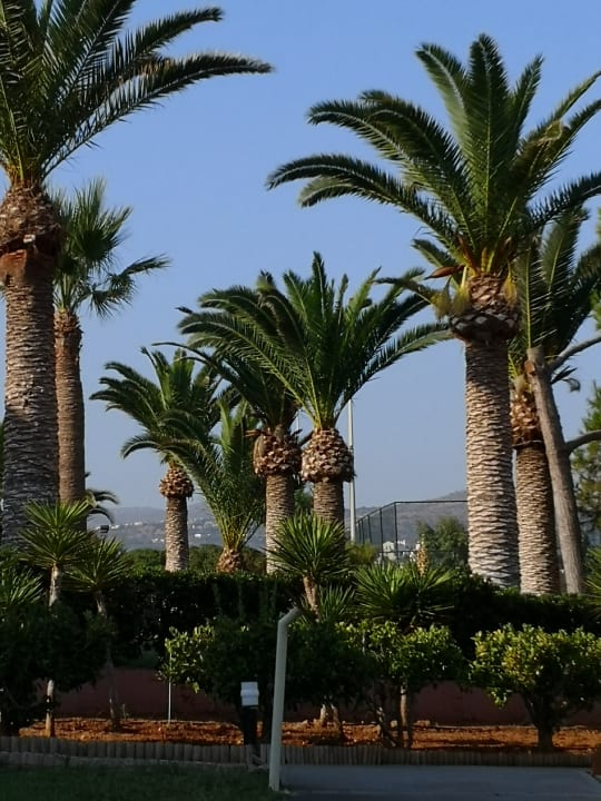 Gartenanlage allsun Hotel Zorbas Village