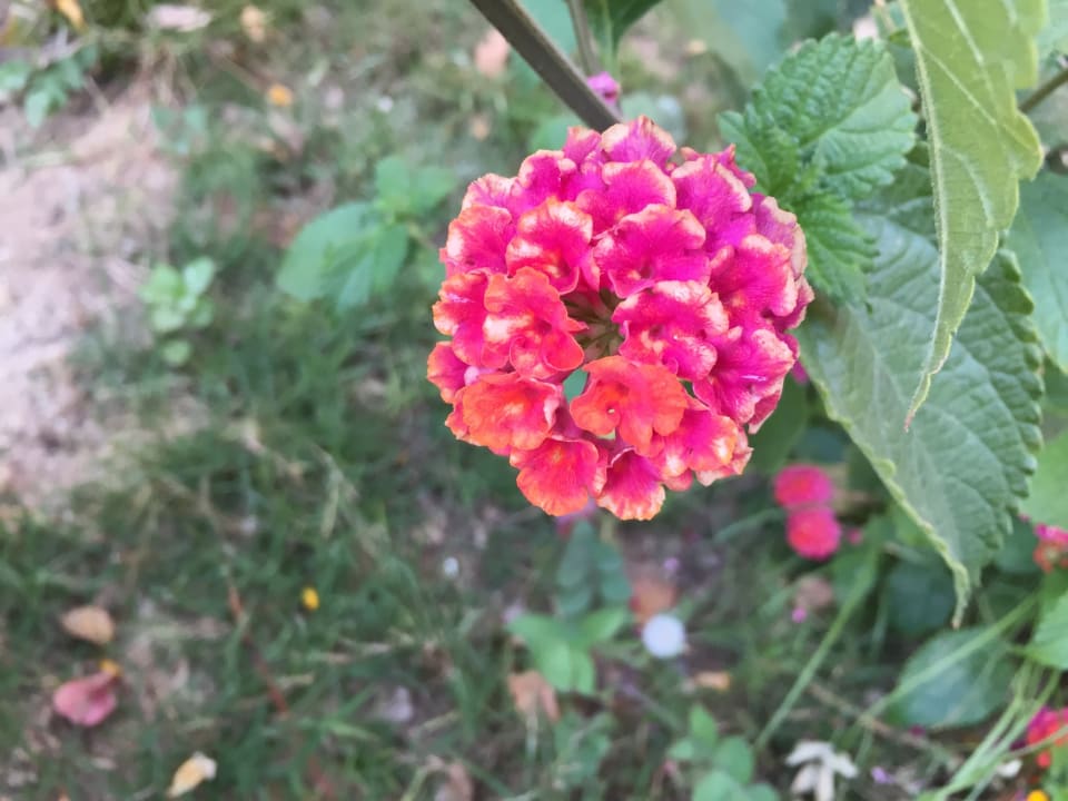 Gartenanlage Hotel Blue Lagoon