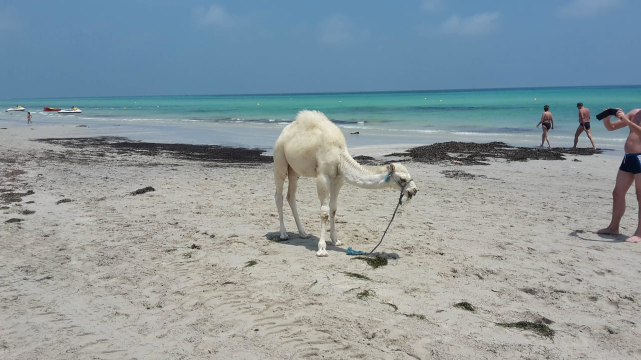 Baby-Kamel allein unterwegs TUI MAGIC LIFE Penelope Beach