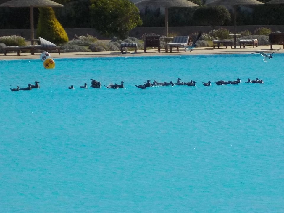 Möwen!?! Hotel Gorgonia Beach Resort