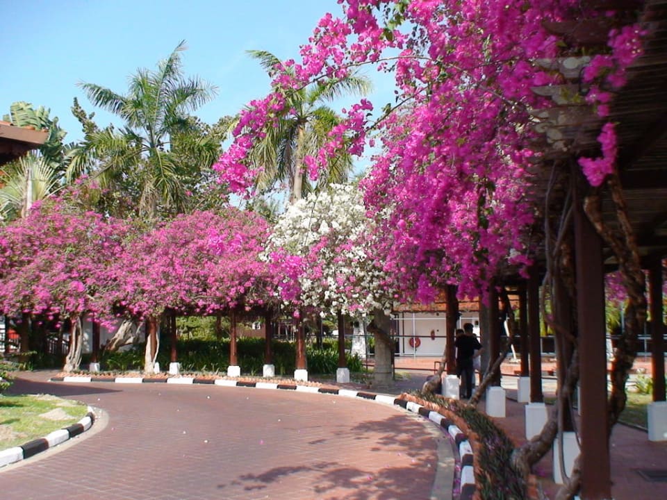 Hoteleingang Pelangi Beach Resort & Spa