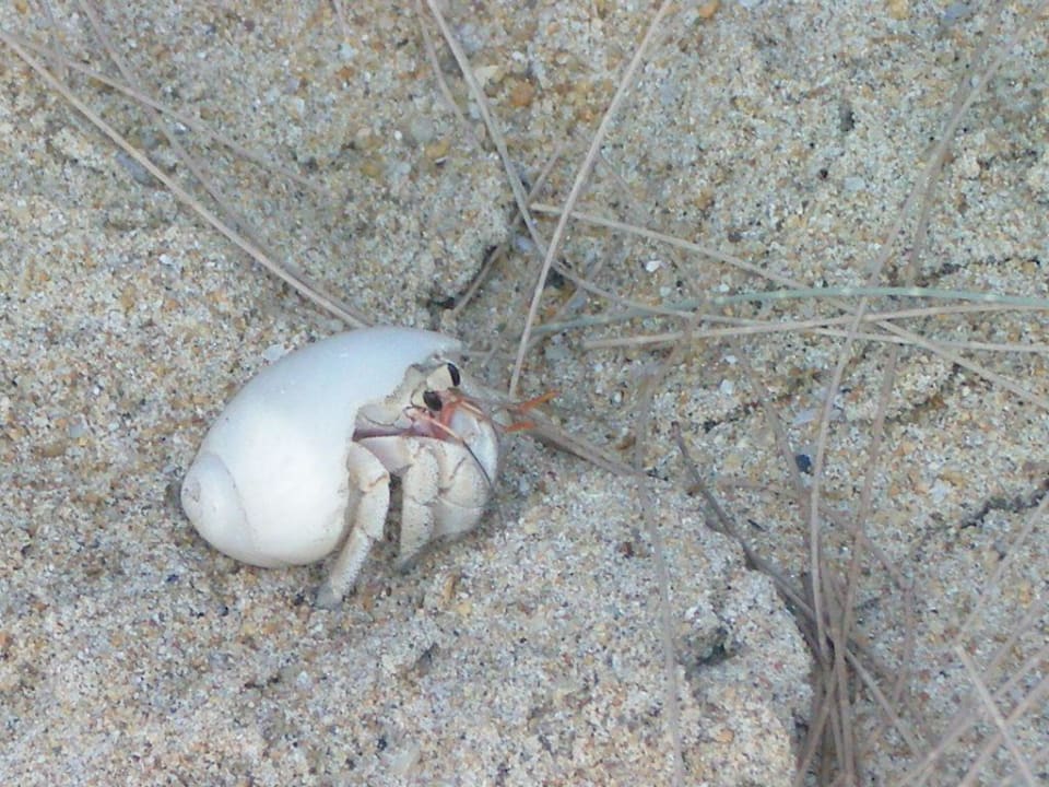 Kleiner Krebs am Strand Khaolak Bhandari Resort & Spa