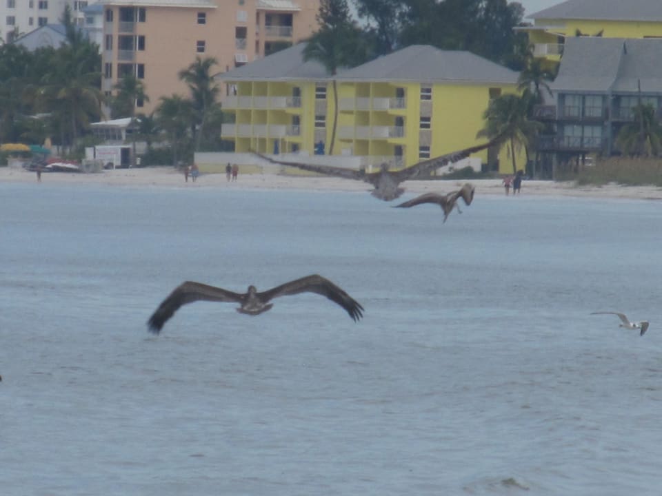 Ausblick vom strand Wyndham Garden Hotel Fort Myers Beach