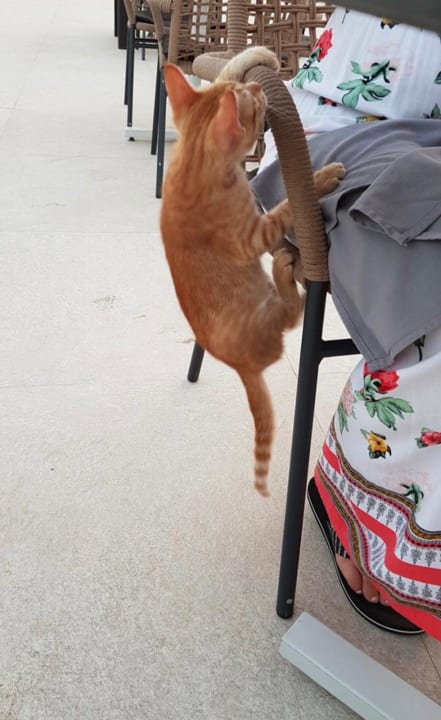 Sonstiges TUI BLUE Tamala