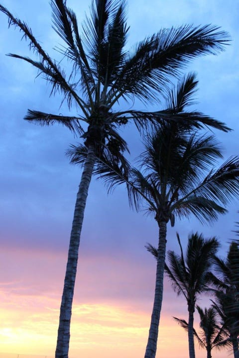 Gartenanlage Hotel Las Costas