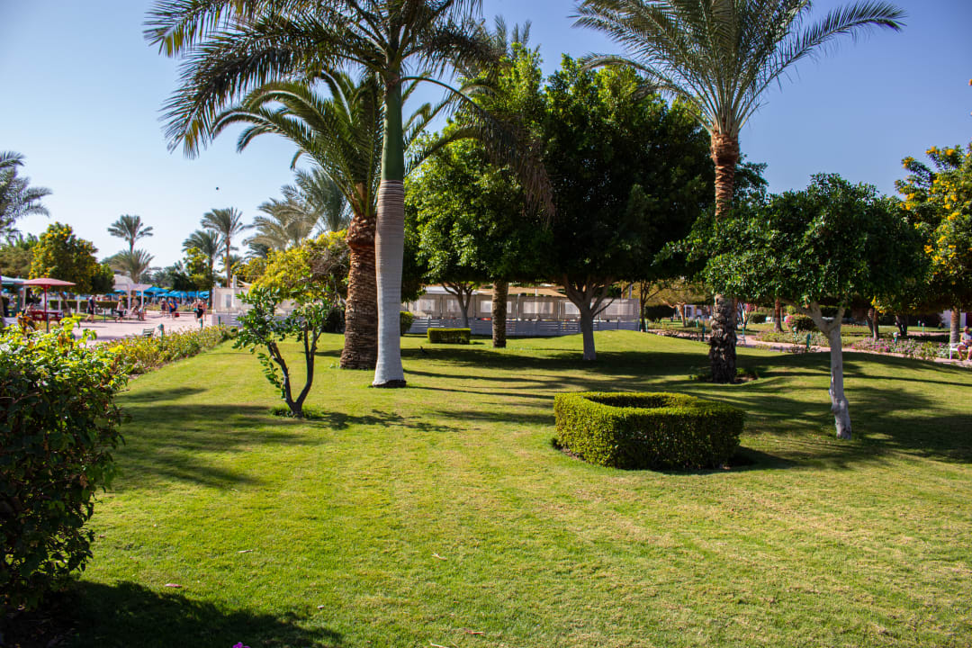 Gartenanlage Desert Rose