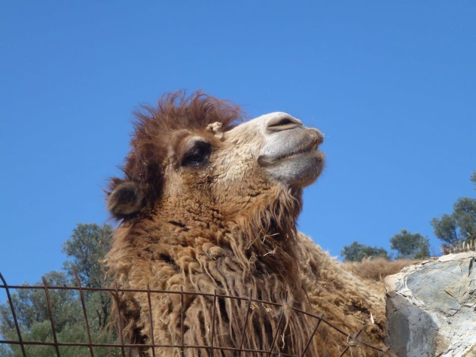 Im kleinen Zoo Stone Village Petrino Horio