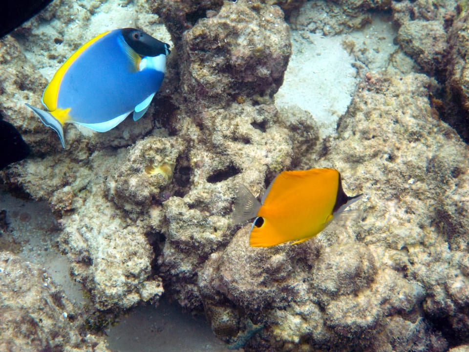 Weißkehl-Doktor und Pinzettfisch Kudafushi Resort & Spa