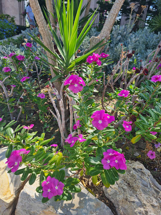 Gartenanlage TUI MAGIC LIFE Africana