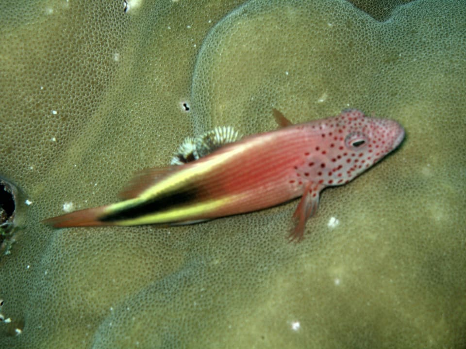 Ruhepause Summer Island Maldives