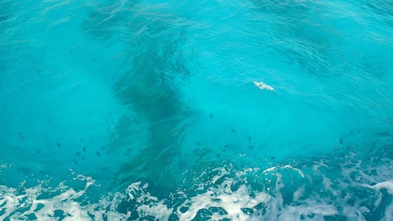 Meduzy - nie parzą! Three Corners Sea Beach Resort