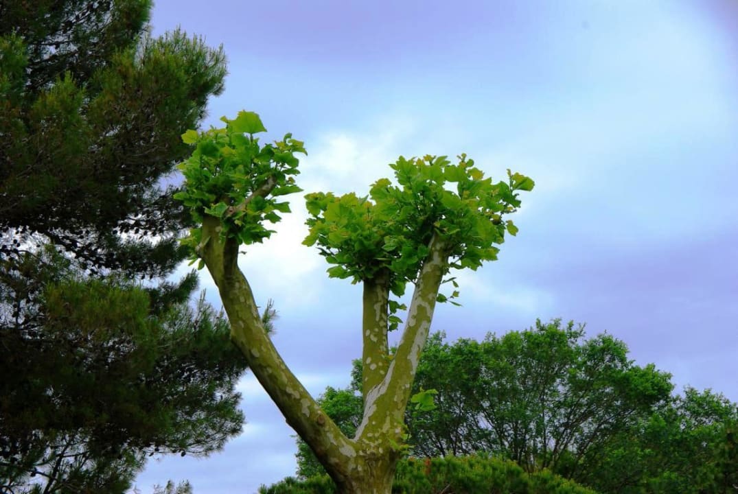 Vom Garten aus Villa Erica