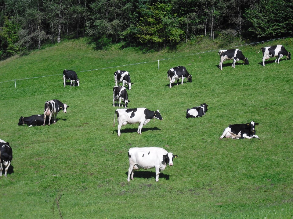 Sonstige Gatscherhof