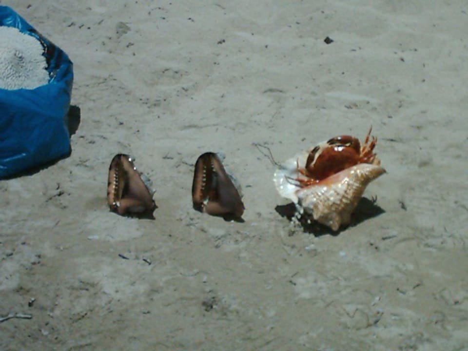 Hotel-Strand Emotions By Hodelpa - Juan Dolio All Inclusive