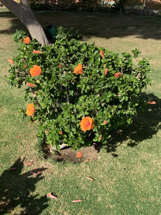 Gartenanlage Sentido Akassia Beach