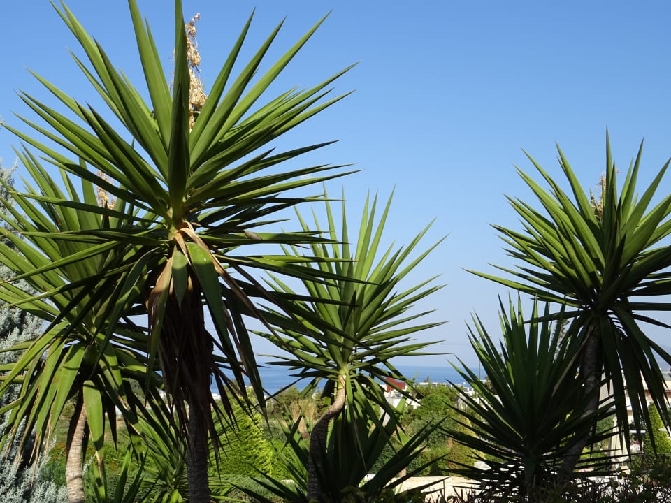 Gartenanlage Grand Hotel Holiday Resort