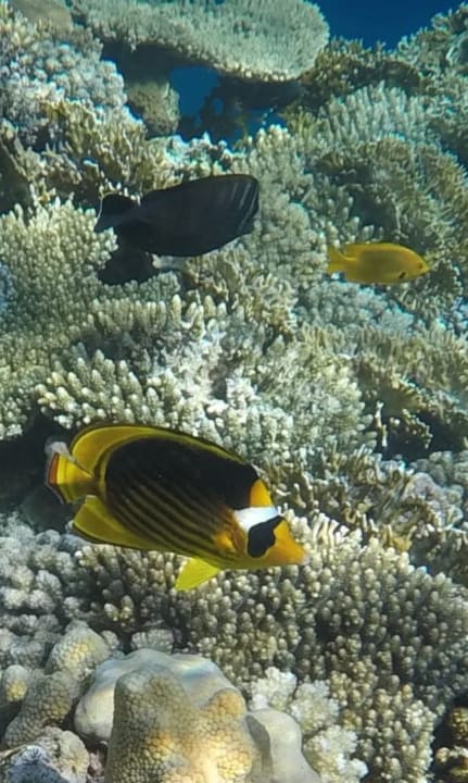 Sport & Freizeit Serenity Alpha Beach