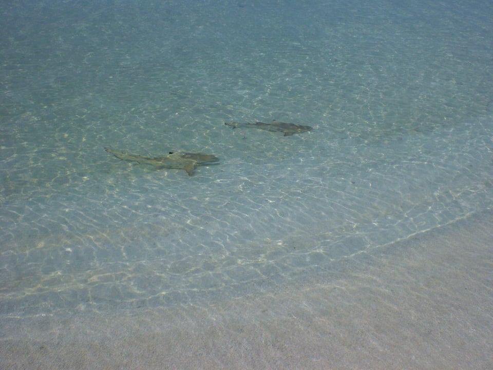 Besucher direkt am Strand Kuramathi Maldives