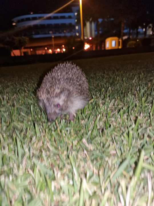 Sonstiges Alba Queen Hotel