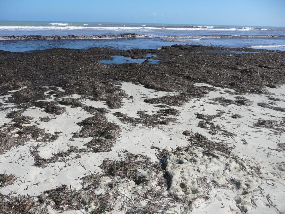 Verschmutzter Strand und Seegras Djerba Golf Resort & Spa