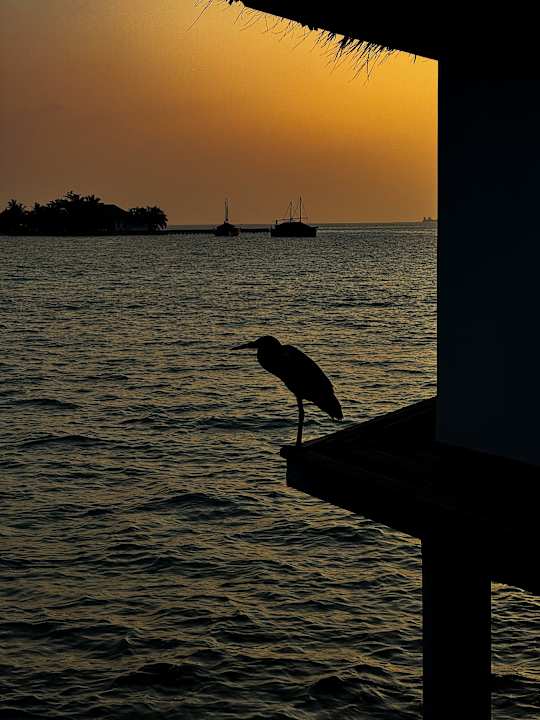 Ausblick Safari Island Maldives
