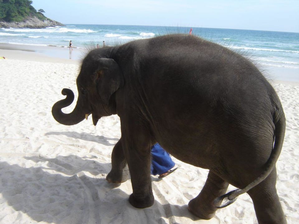 Baby - Elefant 3 Jahre  am Strand Le Meridien Phuket Beach Resort