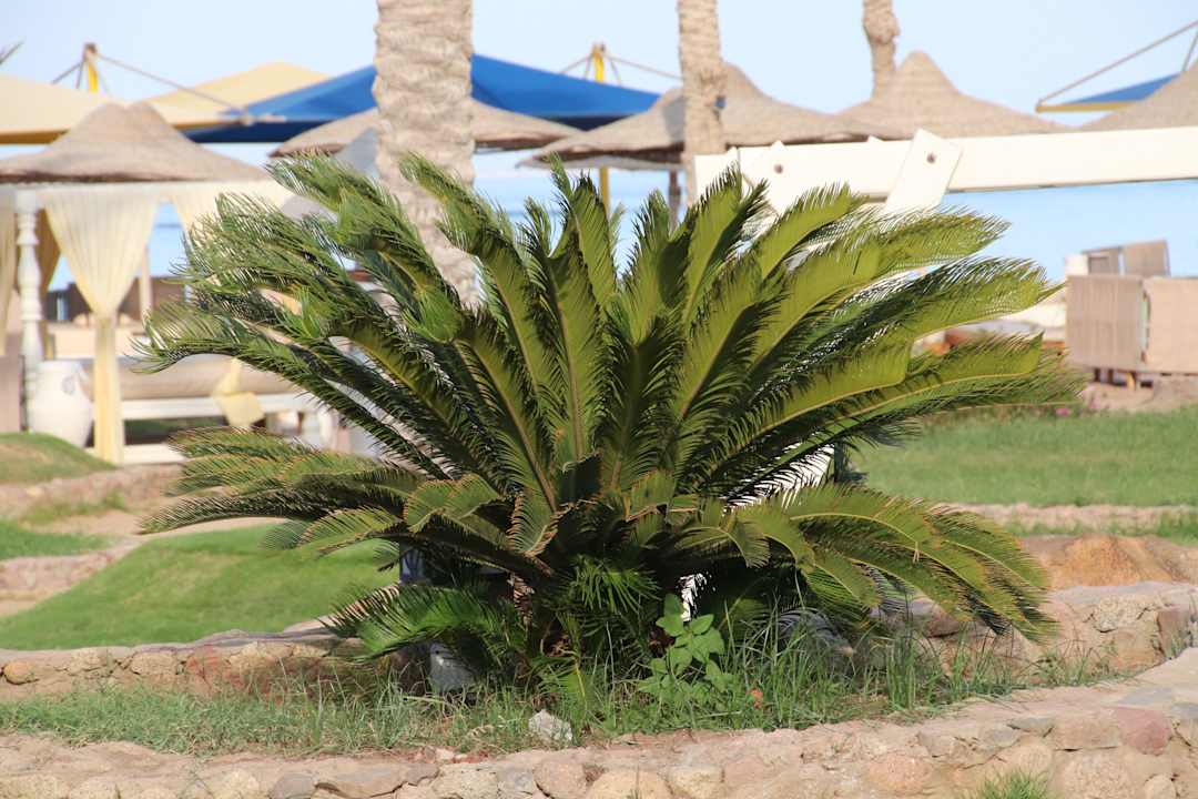 Gartenanlage Pickalbatros Royal Moderna Resort-Sharm El Sheikh