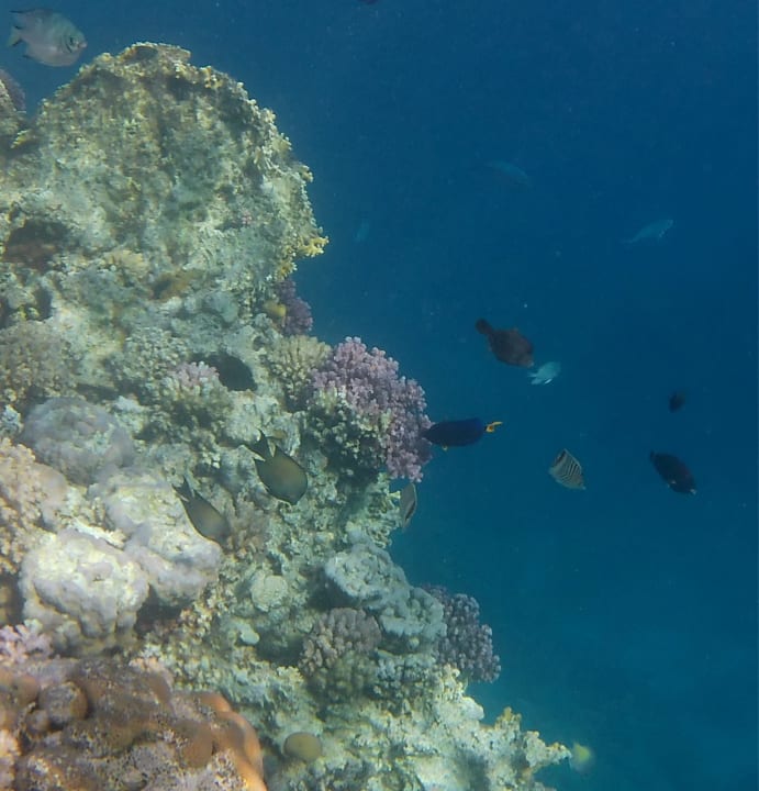 Sport & Freizeit Marina Resort Port Ghalib, a member of Radisson Individuals