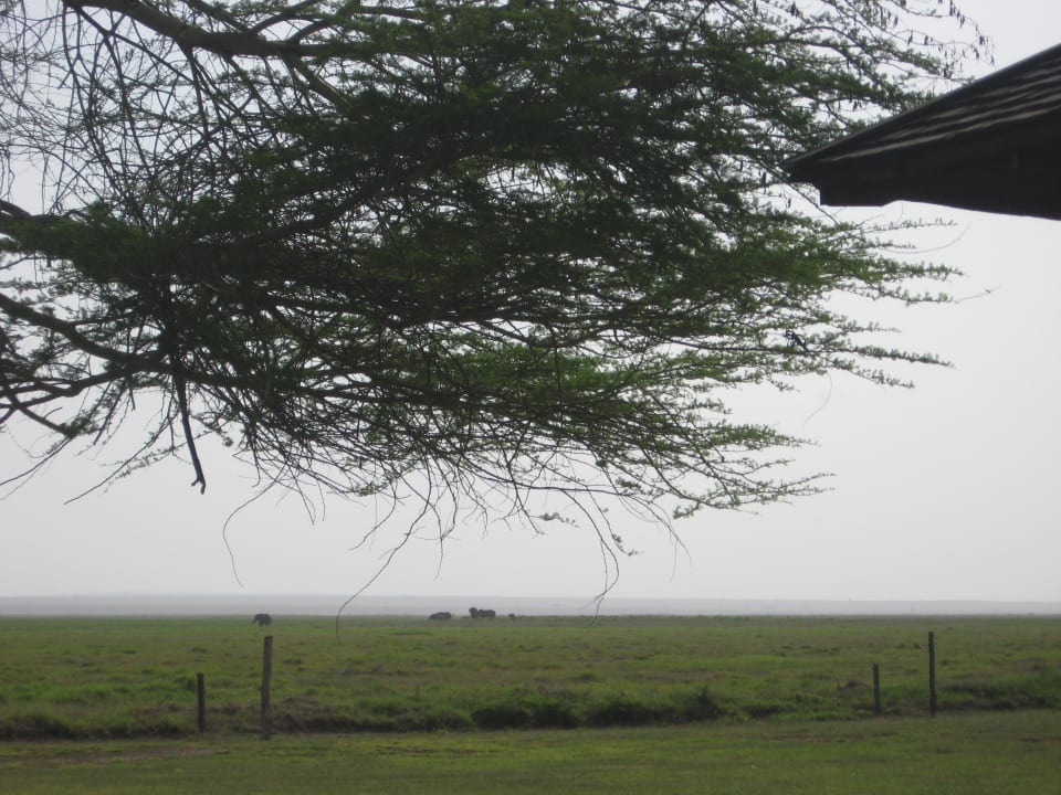 Blick in die Savanne Ol Tukai Lodge