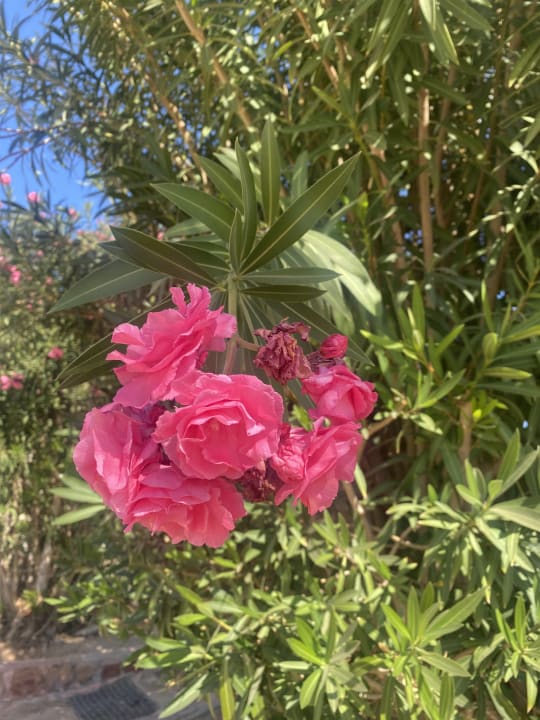 Außenansicht Steigenberger Coraya Beach - Adults only