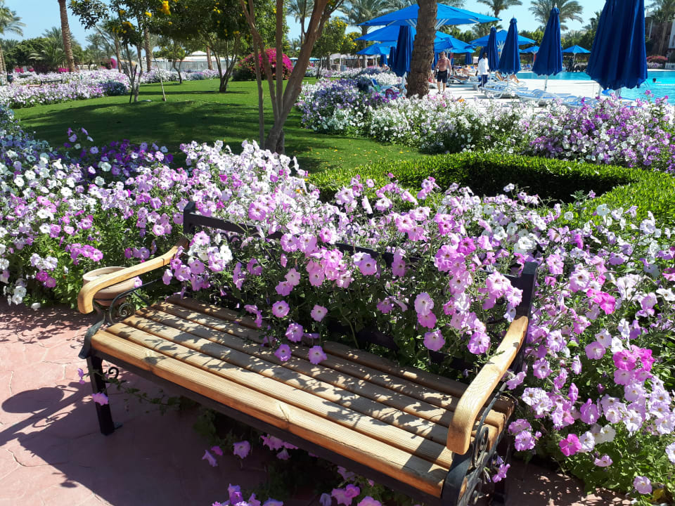 Gartenanlage Desert Rose