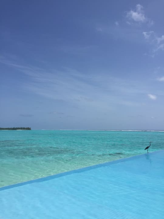 Pool Summer Island Maldives