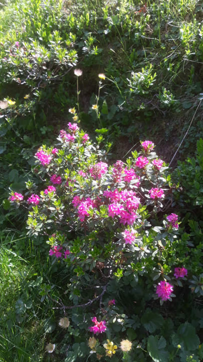 Gartenanlage HAUS KATHARINA