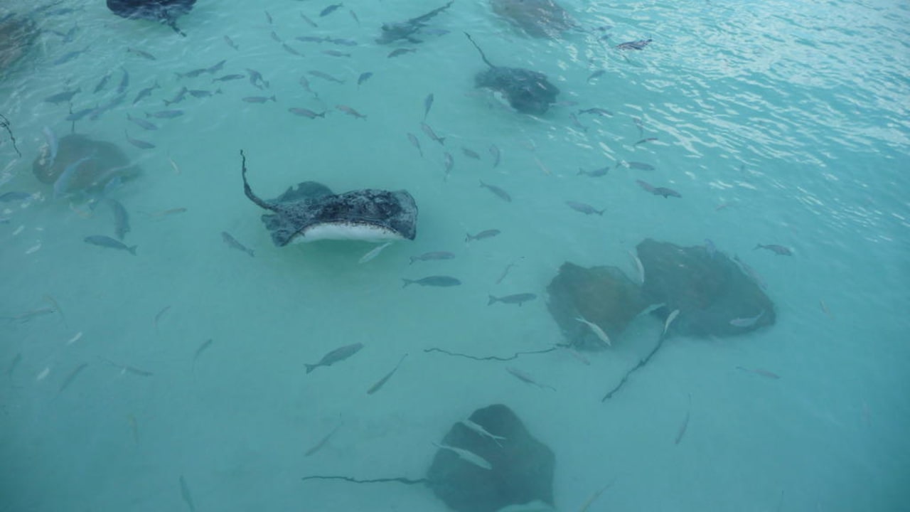 Gäste der Fischfütterung NH Collection Maldives Reethi Resort