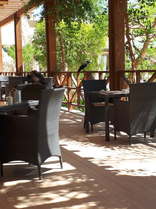 Gastro Makadi Spa - Adults only