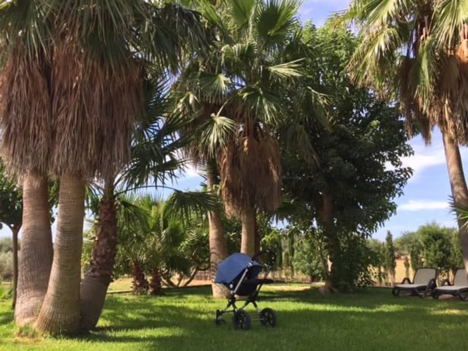 Ruhe unter Palmen am Pool Finca Son Guardiola