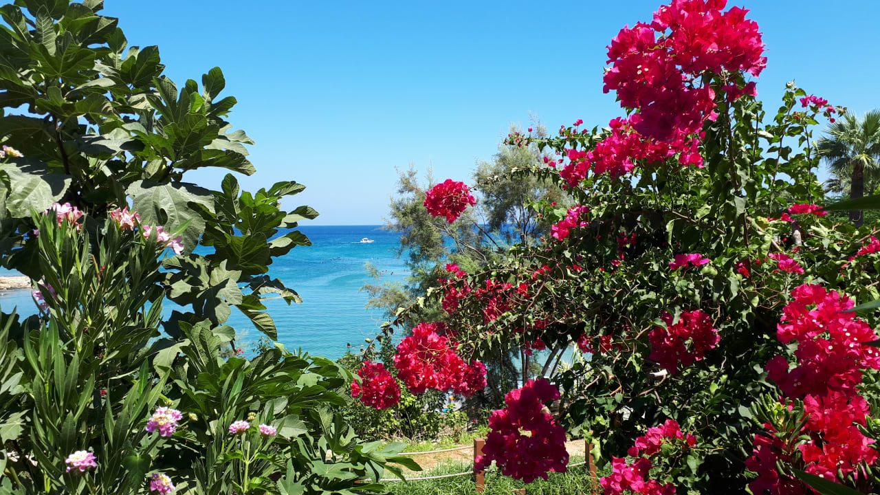 Gartenanlage Crystal Springs Beach Hotel
