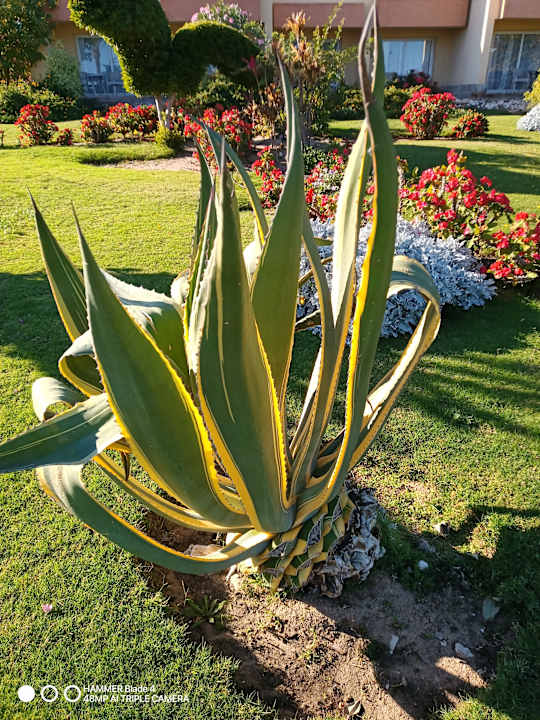 Gartenanlage Wadi Lahmy Azur Resort