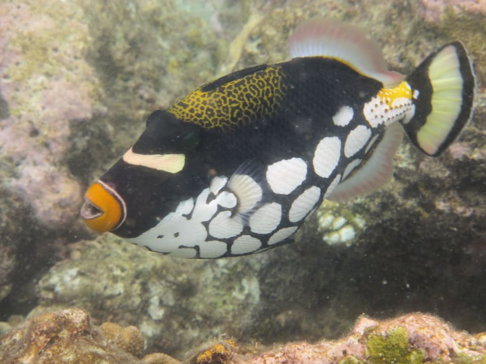 Snorkling NH Collection Maldives Reethi Resort