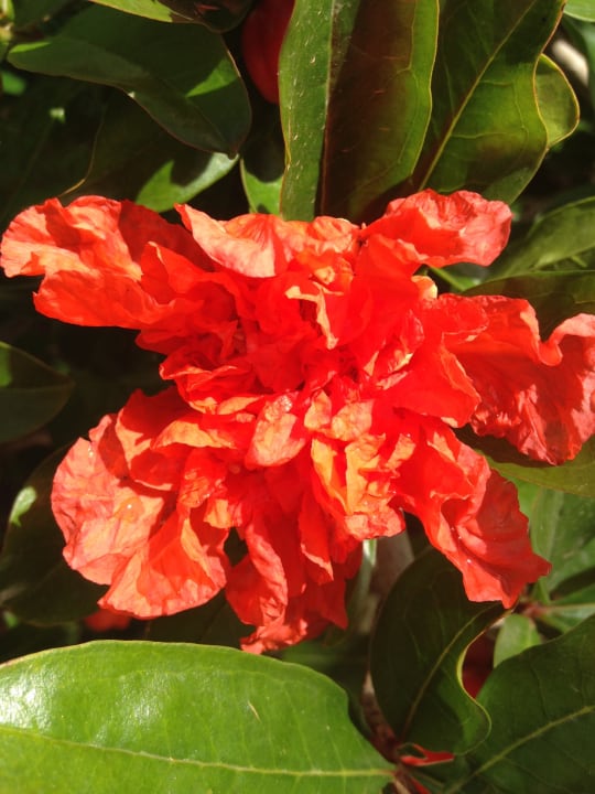 Gartenanlage Paralos Irini Mare