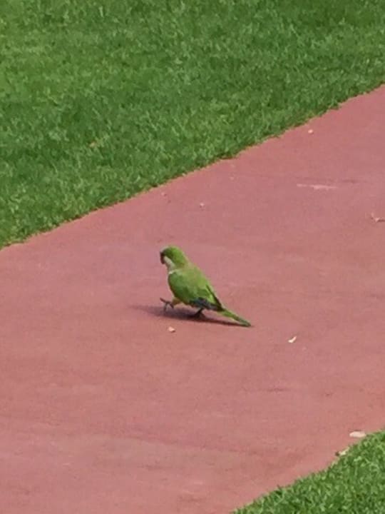 Gartenanlage Bull Costa Canaria & Spa - Adults only