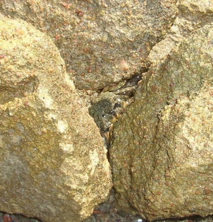 Tierisch Regency Plaza Aqua Park & Spa