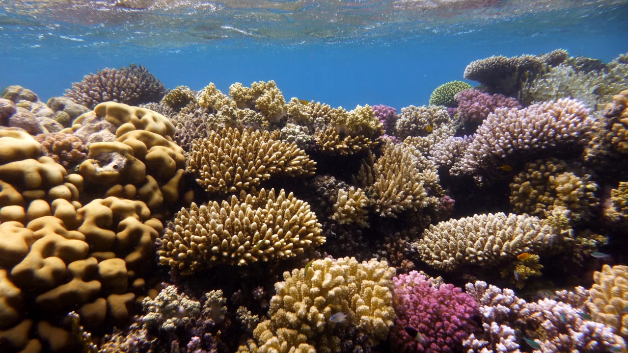 Sport & Freizeit Shams Alam Beach Resort